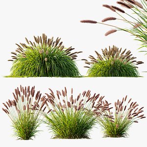 3D model AV Pennisetum Alopecuroides Lampenputzergras Fountain Hameln grasses