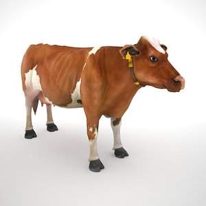 Fleckvieh cow