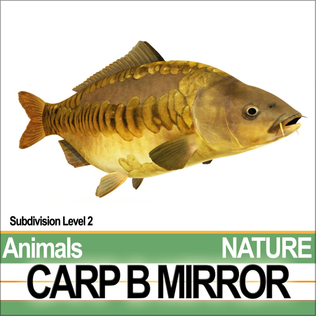 3D model carp b mirror https://p.turbosquid.com/ts-thumb/4g/2za0Bj/Oi/naturecarpbmirrora2/jpg/1683987980/1920x1080/fit_q87/7185c28ef882d74321932d70a6dd900042c73144/naturecarpbmirrora2.jpg