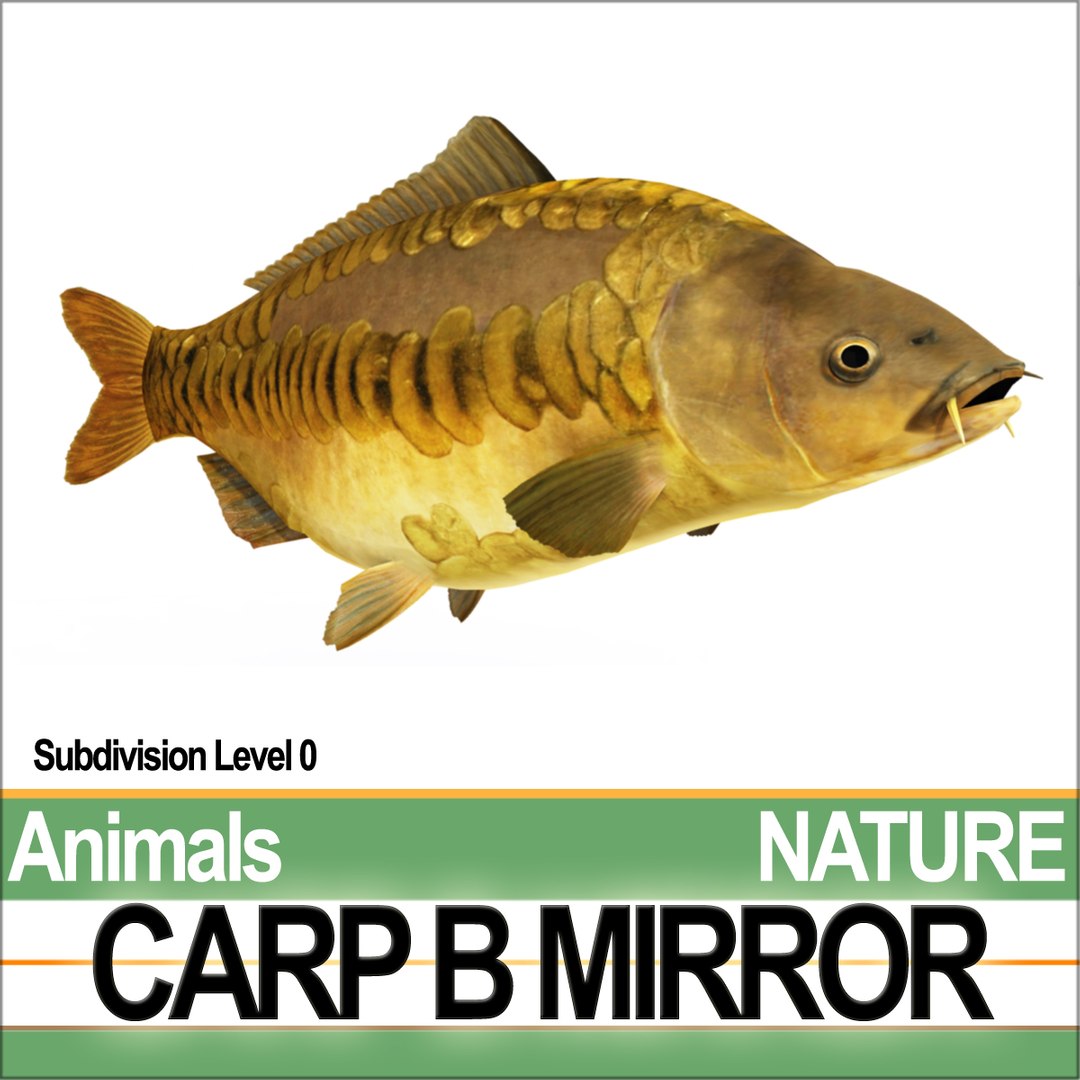 3D model carp b mirror https://p.turbosquid.com/ts-thumb/4g/2za0Bj/S7/naturecarpbmirrora4/jpg/1683988011/1920x1080/fit_q87/973c2ff245052562337095c775cffcb9d8413b63/naturecarpbmirrora4.jpg