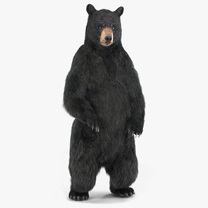 Standing Black Bear Fur