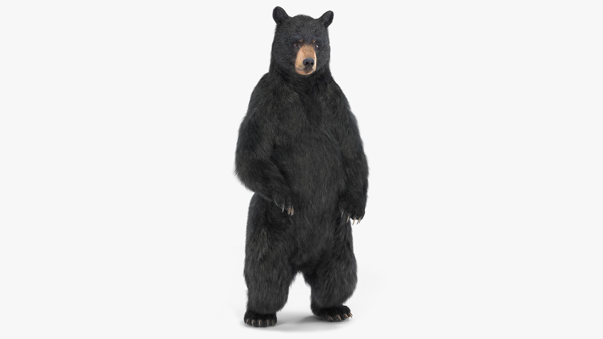 3D Standing Black Bear Fur Model - TurboSquid 2255009