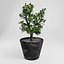 3D tree potty