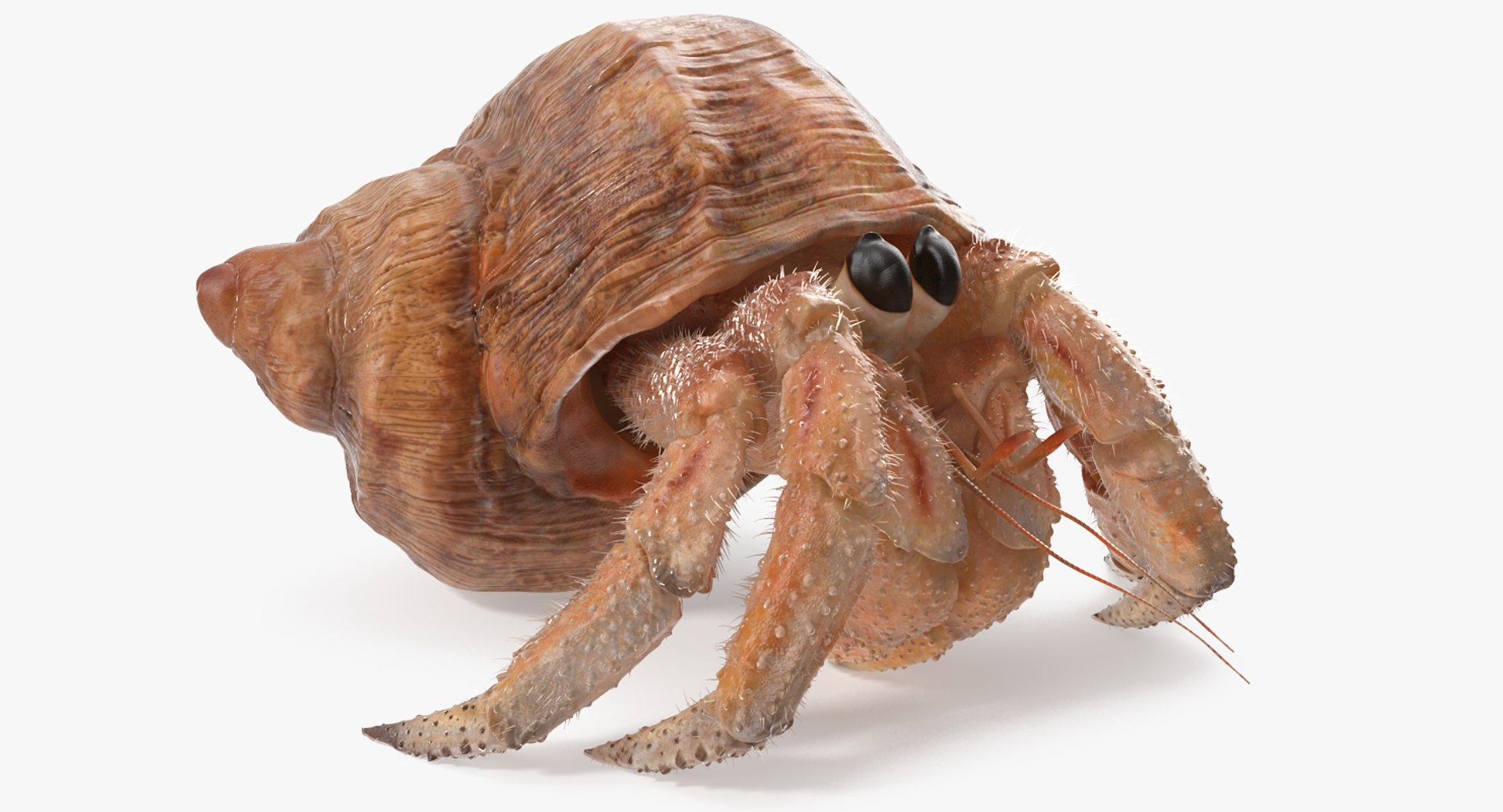 Hermit Crab Walking Pose with Fur 3D Model 3D model preview