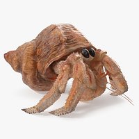Hermit Crab Walking Pose with Fur 3D Model