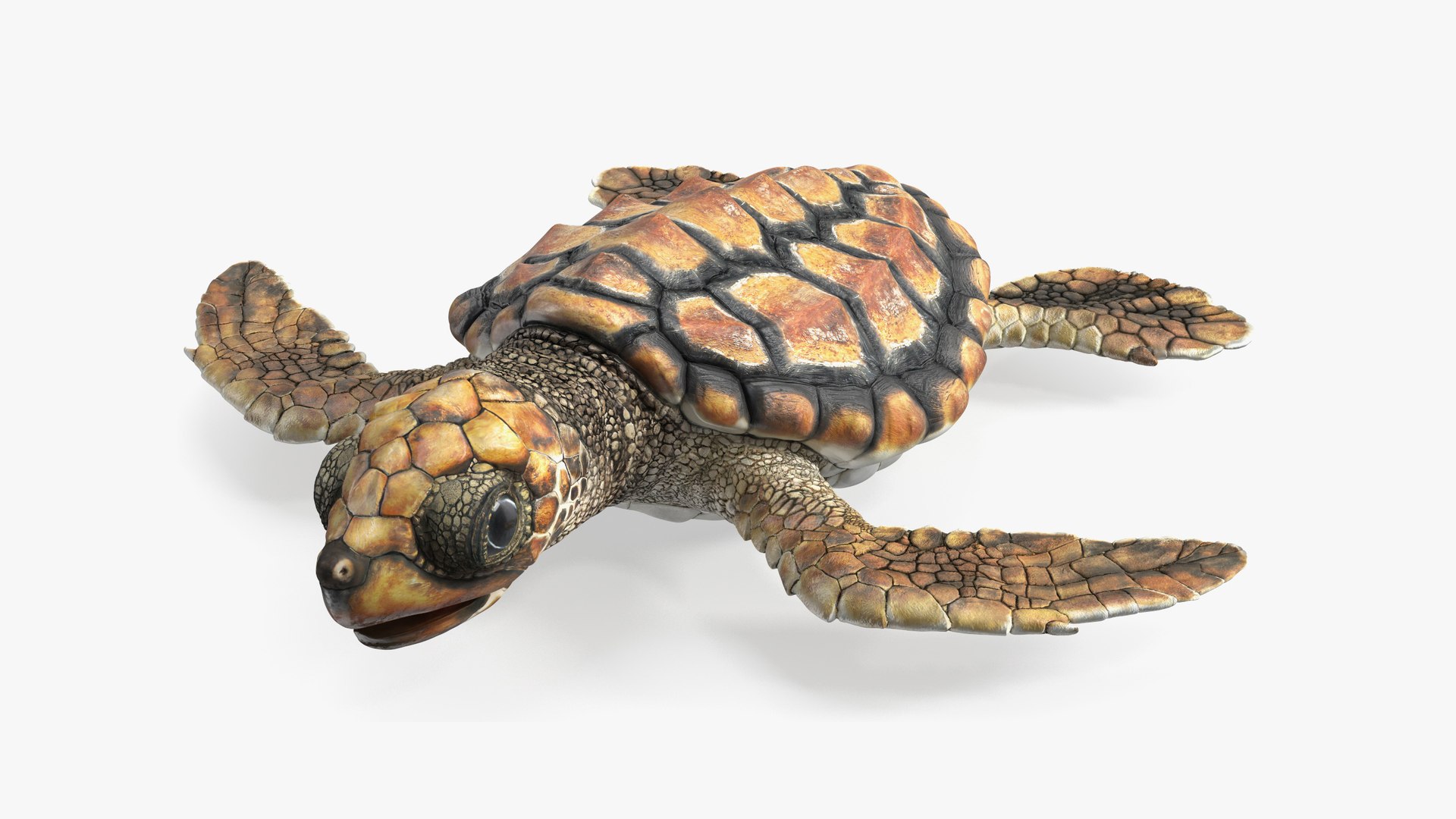 Baby Sea Turtle Brown Rigged for Maya 3D model preview