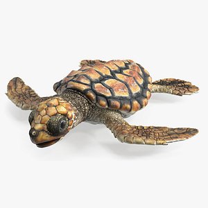 3D Baby Sea Turtle Brown Rigged for Maya
