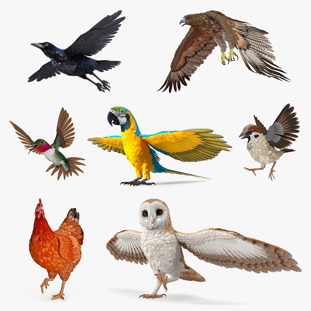 Rigged Birds Collection 3 3D model preview