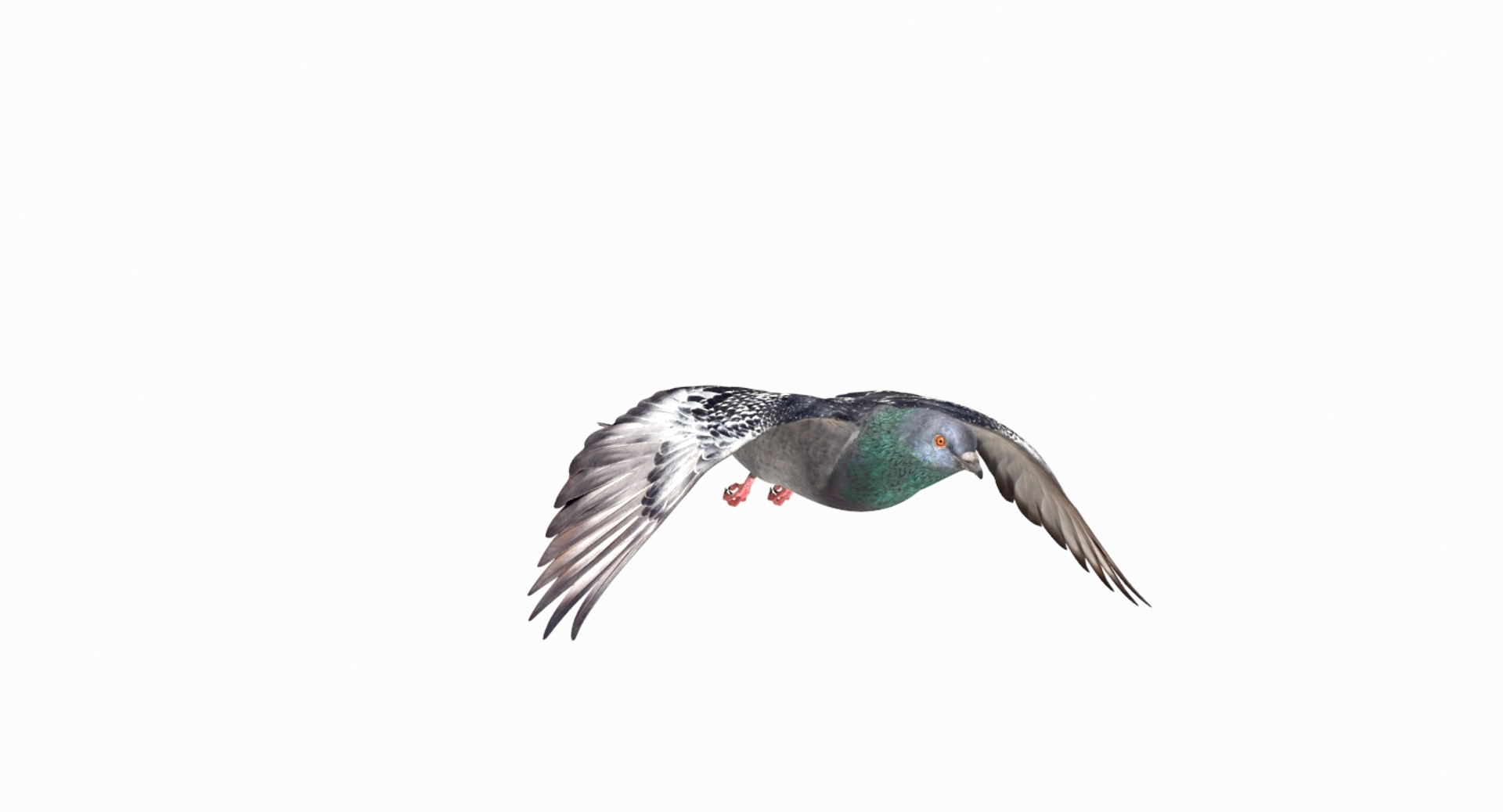 3D model city pigeon flying animation https://p.turbosquid.com/ts-thumb/4g/eiydOd/1mNAXp4R/move/jpg/1531331494/1920x1080/turn_fit_q99/c313a919803a31f25e0964585fa0b4d5d507d3e7/move-1.jpg