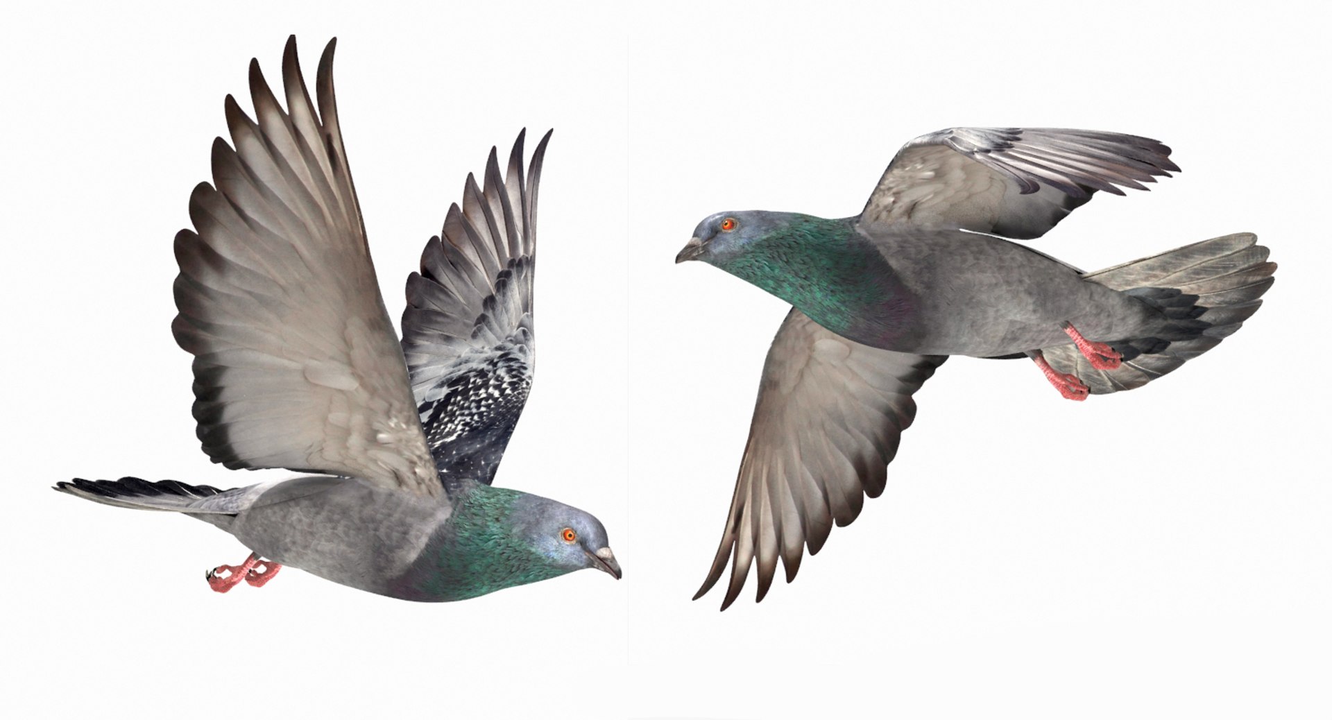 3D model city pigeon flying animation https://p.turbosquid.com/ts-thumb/4g/eiydOd/BbzKEuCL/3/jpg/1531331948/1920x1080/fit_q87/2ec98cc33a3c42d6c874f8a3fa80162a7479aa04/3.jpg