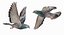 Pigeon Flying (Animated)