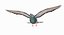 Pigeon Flying (Animated)