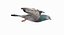 Pigeon Flying (Animated)