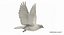 Pigeon Flying (Animated)