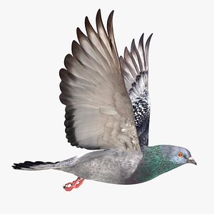 3D model city pigeon flying animation