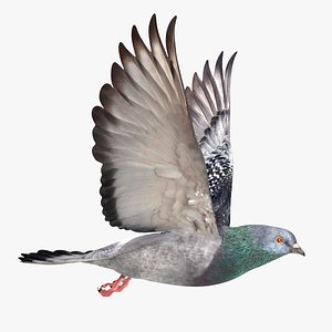 Pigeon Flying (Animated)