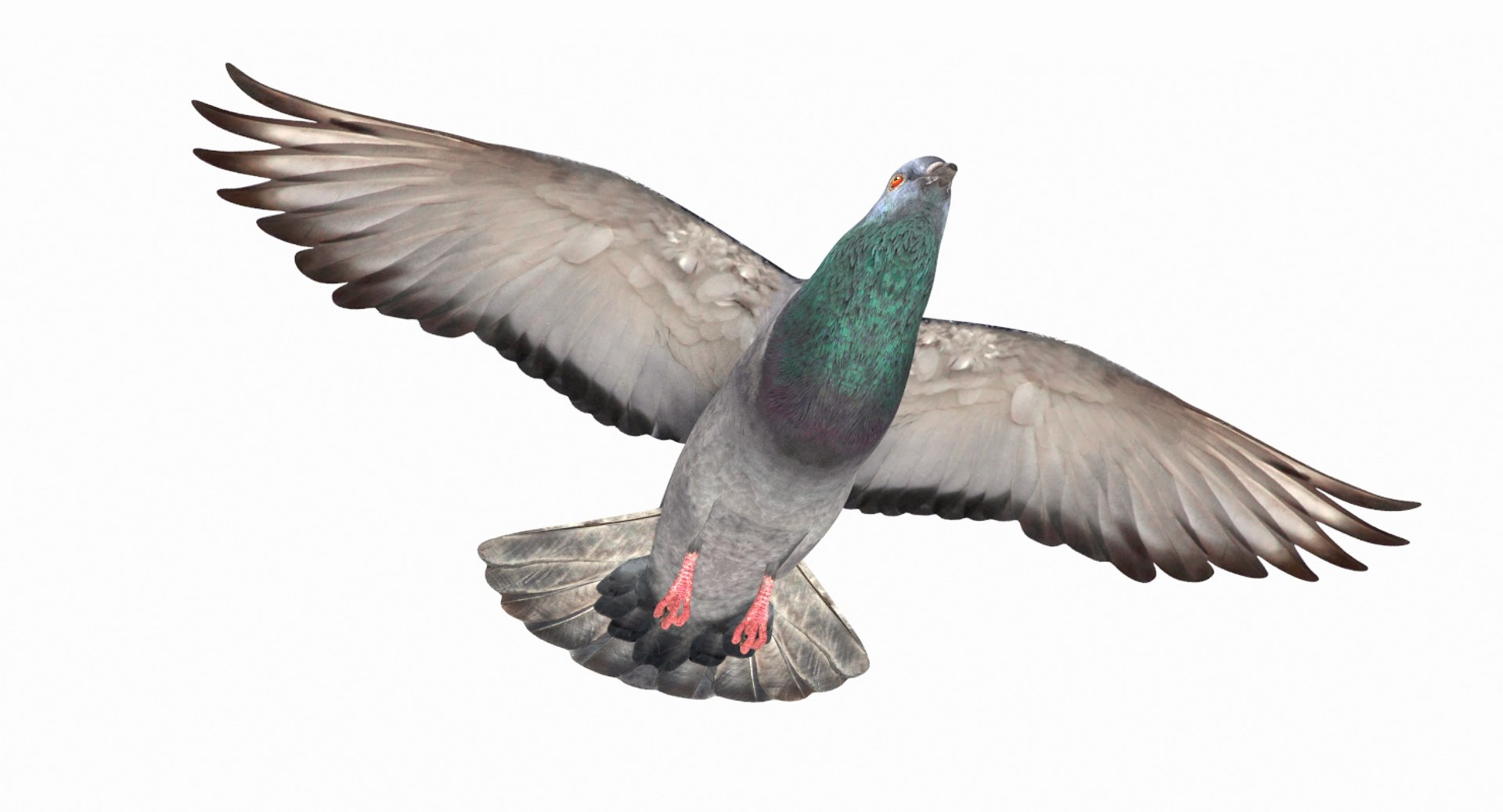 3D model city pigeon flying animation https://p.turbosquid.com/ts-thumb/4g/eiydOd/ocBm2vjw/8/jpg/1531331948/1920x1080/fit_q87/c97ebd340daf1afa010821a4737ae1209e52eee4/8.jpg