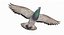 Pigeon Flying (Animated)