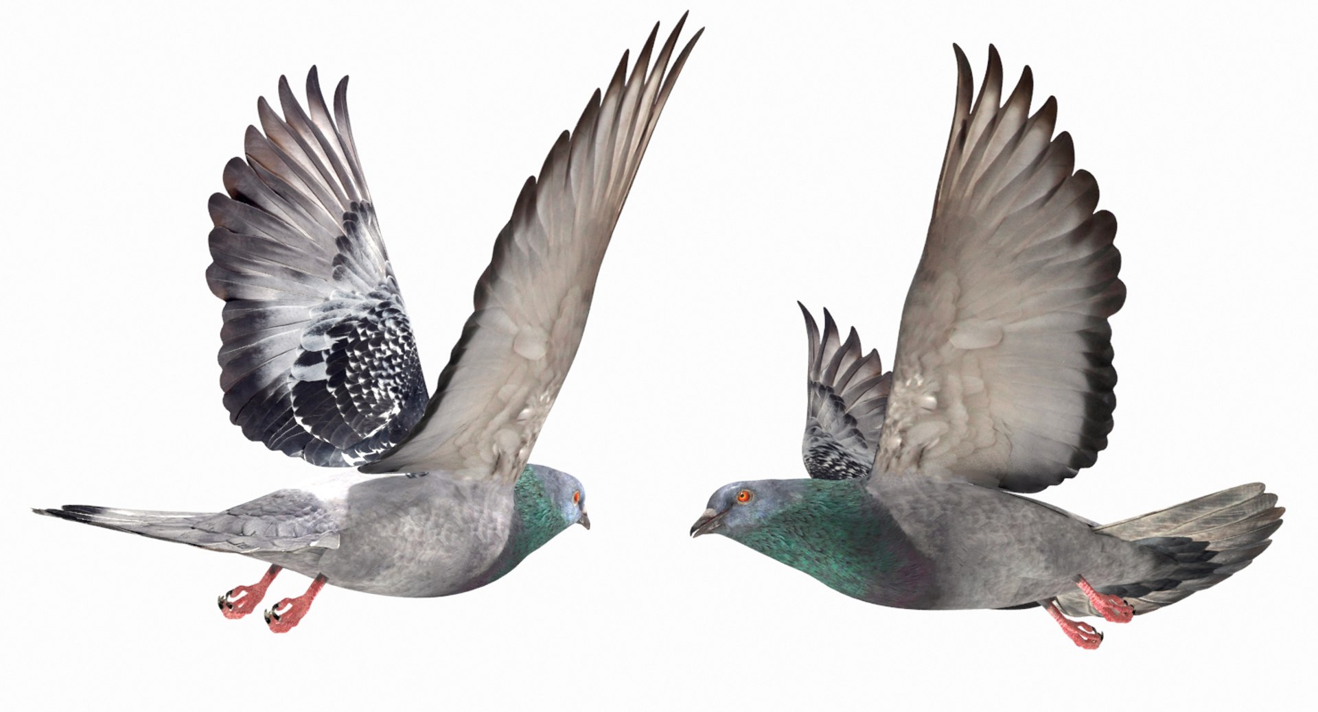 3D model city pigeon flying animation https://p.turbosquid.com/ts-thumb/4g/eiydOd/veQ6uSRY/4/jpg/1531331948/1920x1080/fit_q87/c53ff3f95d23efb67925e019df72642a7a9e223d/4.jpg