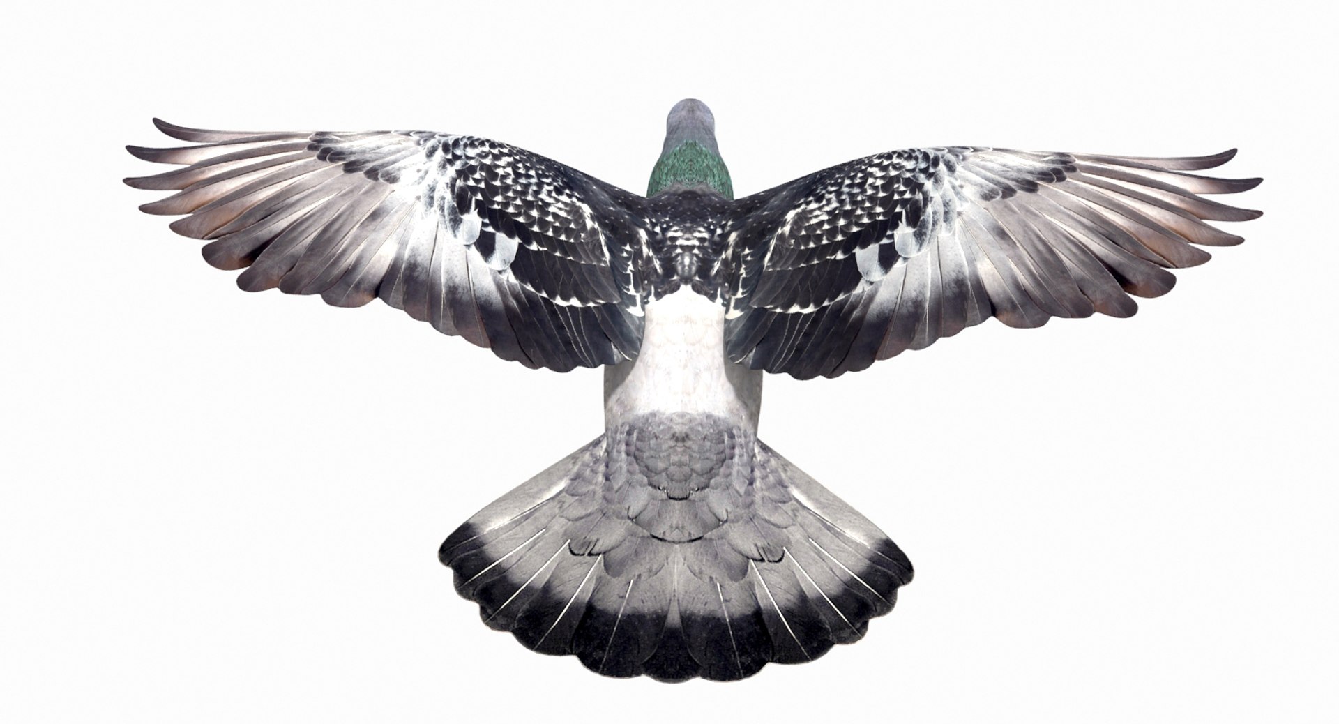 3D model city pigeon flying animation https://p.turbosquid.com/ts-thumb/4g/eiydOd/x1LF0I71/6/jpg/1531331948/1920x1080/fit_q87/3f53efdbbcb03a99b234d3719cdf6f0168e8a2ce/6.jpg
