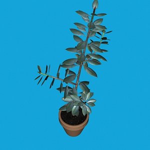 rubber_tree