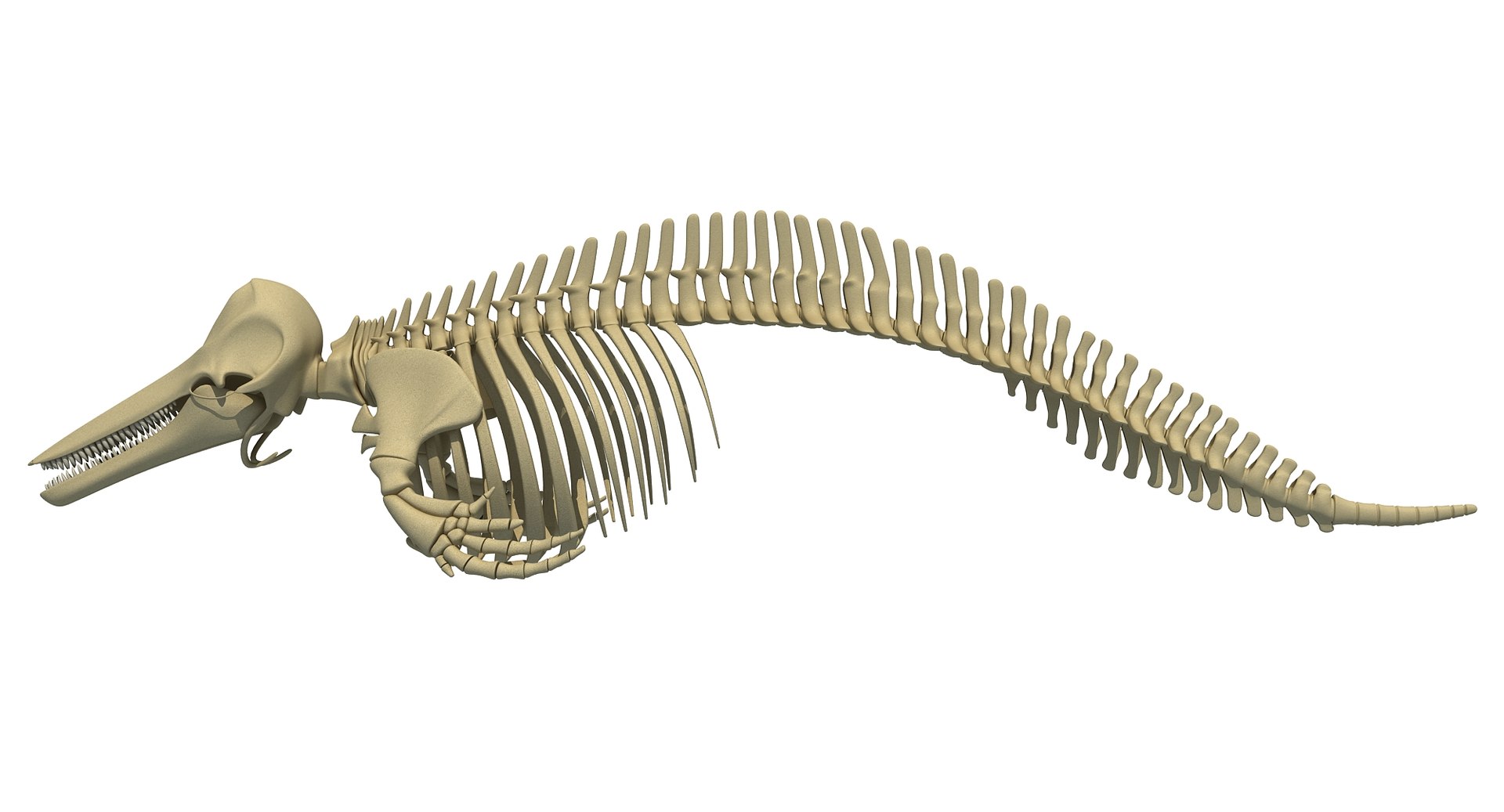 Dolphin Skeleton Animal 3d Max