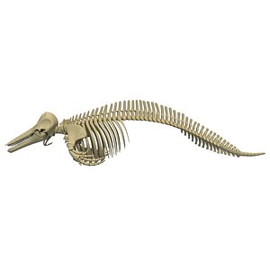 3d rabbit skeleton animal model