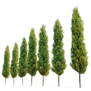 Italian cypress 2