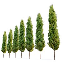 Italian cypress 2