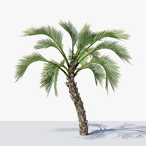 3D Lowpoly Howea Forsteriana Curly Palm model