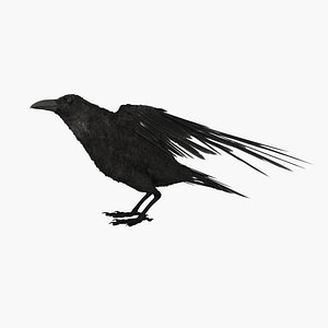 3D crow feather model