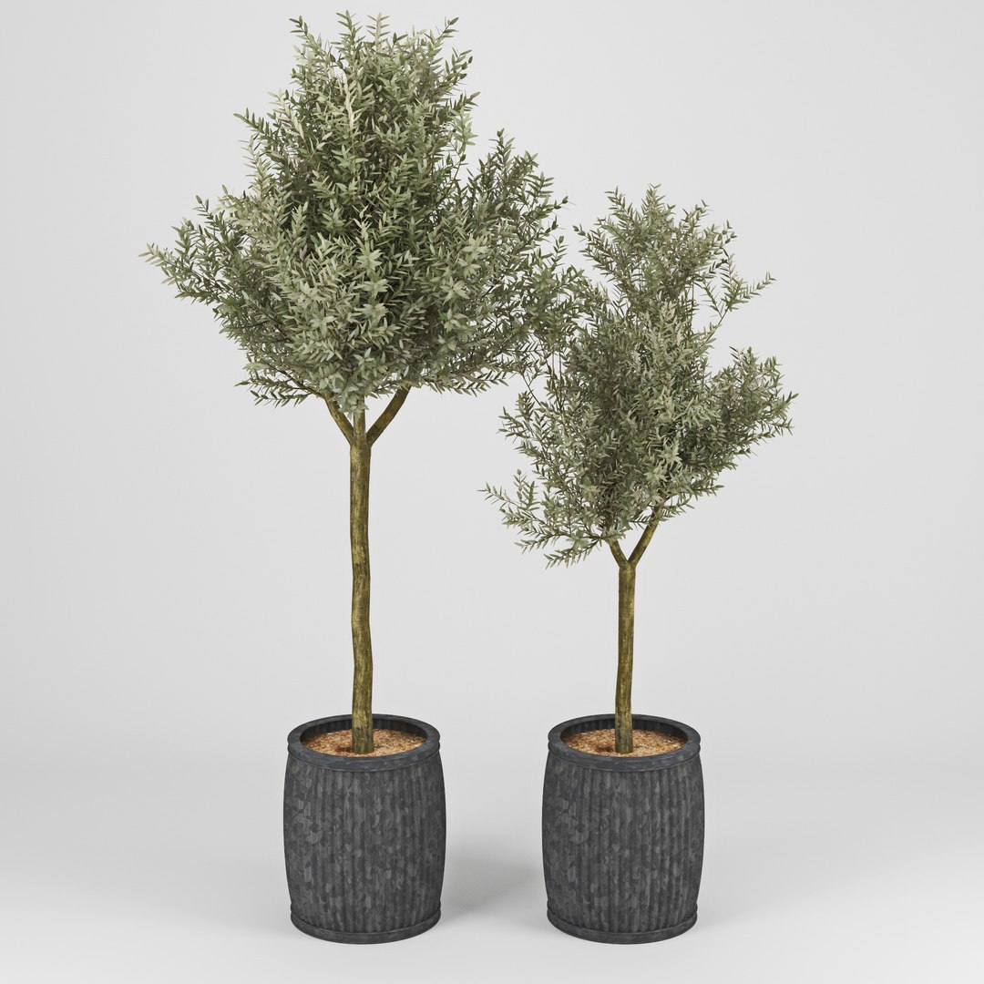 3d olive tree model