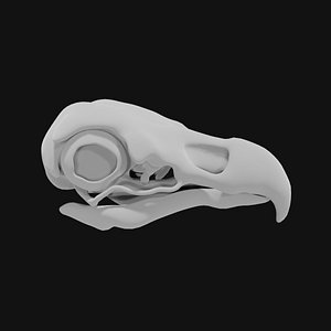 3D Eagle Skull