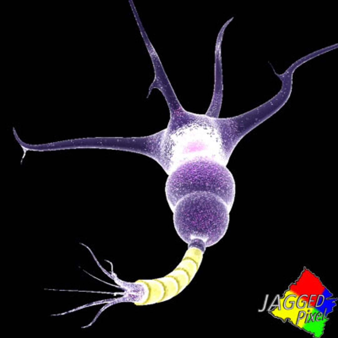 3ds max neuron https://p.turbosquid.com/ts-thumb/4h/A7sWMq/6XbqsWl5/2/jpg/1189876038/1920x1080/fit_q87/a47f97724426f6bc4ced3d8cd894d995b7fdd5e3/2.jpg