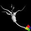 neuron