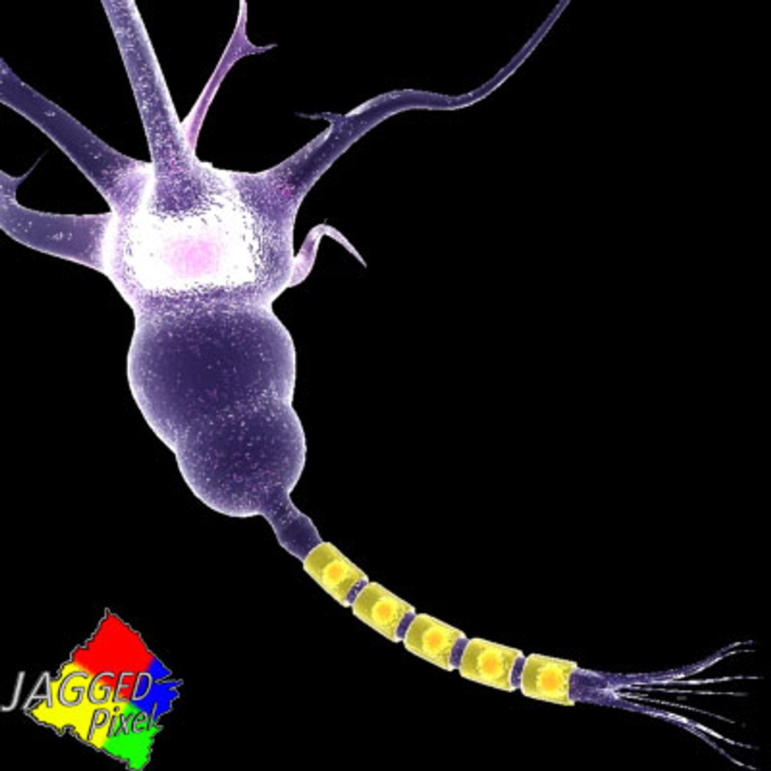 3ds max neuron https://p.turbosquid.com/ts-thumb/4h/A7sWMq/cUXzjANZ/1/jpg/1189876034/1920x1080/fit_q87/95f498f20d85472bafb2f4d2494f37a25d1457cc/1.jpg