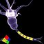 neuron