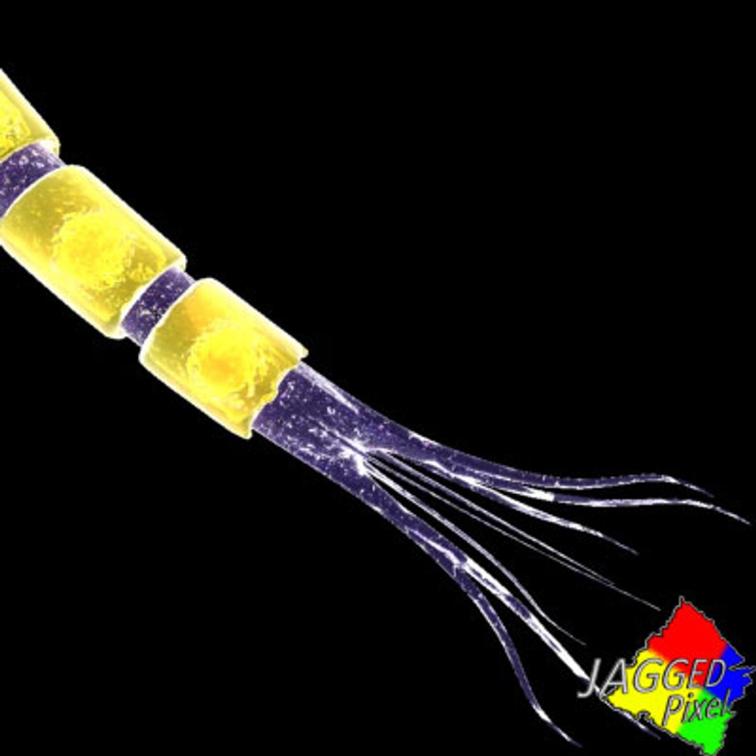 3ds max neuron https://p.turbosquid.com/ts-thumb/4h/A7sWMq/qWOyQPLc/4/jpg/1189876047/1920x1080/fit_q87/ac8ecf73ce18140ca5e1d61f7a3e1328a7af8939/4.jpg