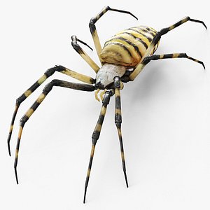 3D Argiope Trifasciata Spider Model Rigged