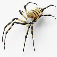 Argiope Trifasciata Spider Model Rigged
