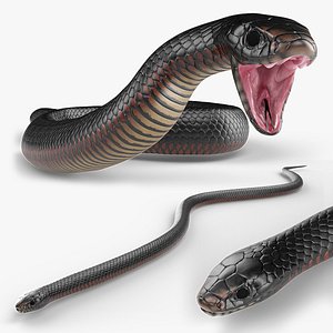 3D Desert Black King Snake Rigged For Blender Animated Set