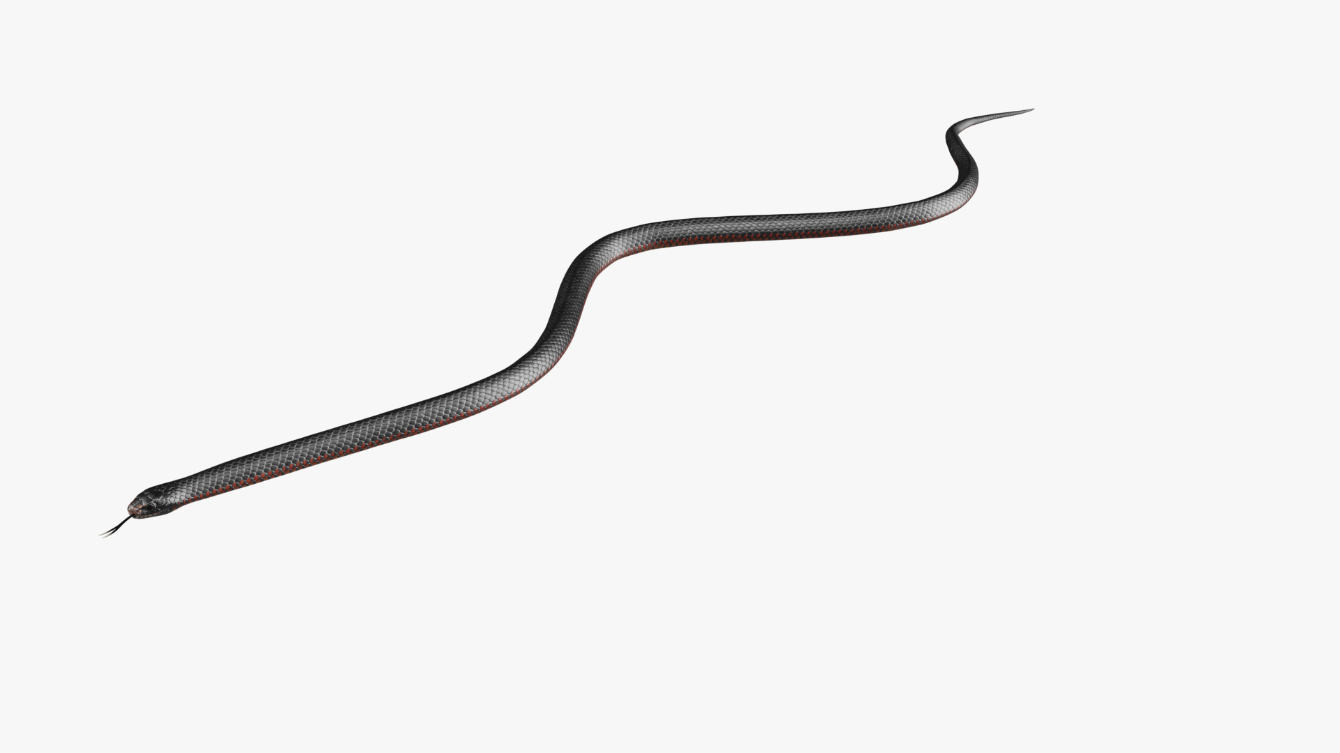 3D Desert Black King Snake Rigged For Blender Animated Set - TurboSquid ...