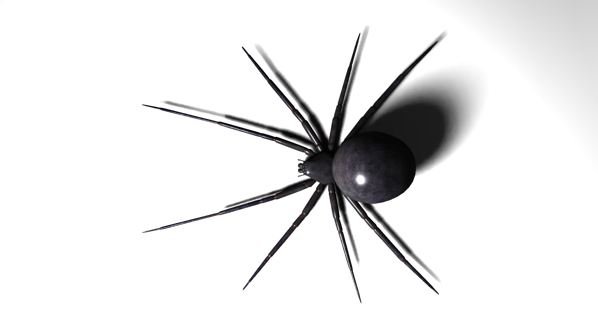 Spider Model - TurboSquid 2212163