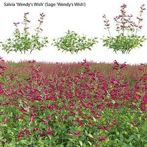 Salvia Wendy Wish - Sage Wendy Wish 3D