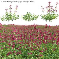 Salvia Wendy Wish - Sage Wendy Wish