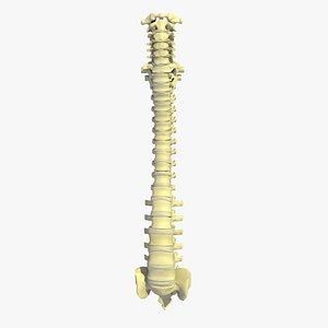 vertebrae anatomy human 3d 3ds