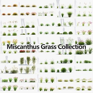 3D Miscanthus Grass Collection V1 model