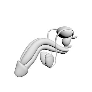 3D human male reproductive