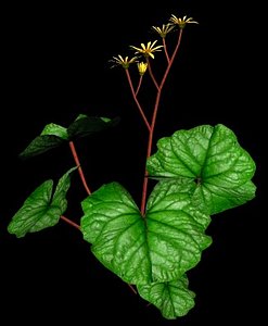 flower big leaf golden 3d model
