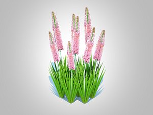 Eremurus - Foxtail LilyPink 3D
